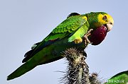 Oiseaux Birds